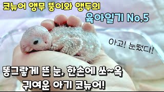 아기코뉴어앵무가 눈을뜨고 집사를 바라보기까지 15일의 성장이야기!#앵무새키우기#아기앵무새