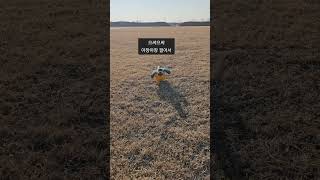 뒤뚱뒤뚱 믿음오리 어디가니?ㅎㅎ #청금강#청주자유비행#…