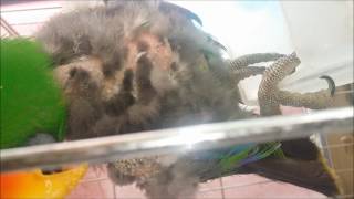 self injury Eclectus parrot th…