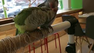 퀘이커 짱구.짱아♡