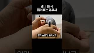 엄마 손 꽉 물어주는 앵무새  회색앵무 잠바
