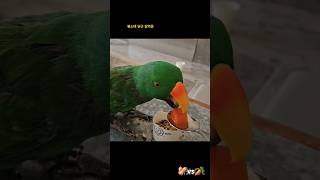 [공뇽뇽]앵무새에게 토마토 스튜를 주면?/말하는앵무새/뉴기니아/eclectus/토마토스튜/당근/#talkingparrot