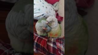 사이좋은 퀘이커와 코뉴어