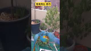 목욕하는 루카 #청금강 #청금강앵무새 #macaw #앵…