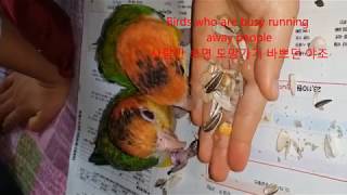 To raise a parrot well 7. (Tam…