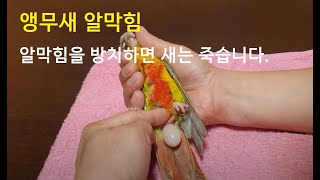 코뉴어 앵무새(Green Cheek Conure)  알…