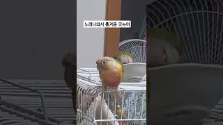 노래나와서 흥겨운 코뉴어#파인애플 코뉴어#코뉴어춤#춤추…