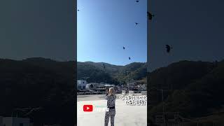 [청금강/자유비행]까마귀...저게 다 몇 마리야...?