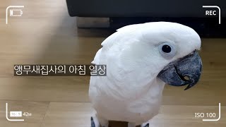 대형앵무새 두마리랑 살면??♡ 앵무새의 일상~태공브이로그♡