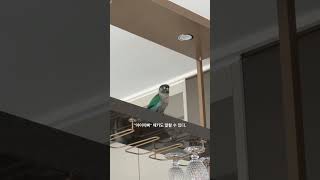 #아이뻐 #앵무새 #코뉴어 #conure #birds