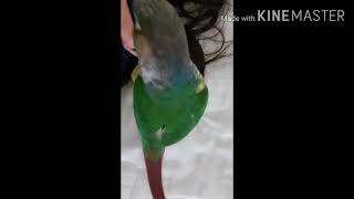 코뉴어 빵!빵! 오늘 기분 좋구나? ㅎㅎ 샤론패럿