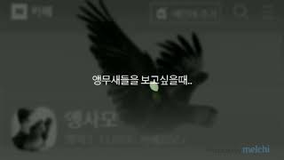 홍금강 앵무새 타미 추모영상