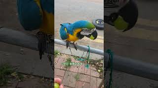 샤인머스켓은 사랑이에요 #청풍이 #청금강앵무새