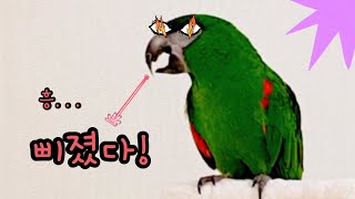 까까 줄 거야 해서 까까 안 줄 거야 삐져라 했더니 진짜로 삐진 앵무새