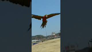 앵무새  집사의 부름에 응답하는 반려동물 (반려동물과의교감)