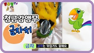 (서지산)님 앵무새 소개 E.P. 04 청금강앵무 금자…