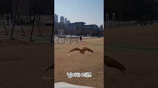 청금강 미르 자유비행 #앵무새 #청금강 #shorts