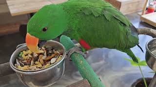 뉴기니아 &amp; 한스마카우 초록초록해~