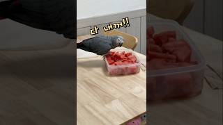 앵무새가 수박 먹는 법  회색앵무 잠바