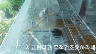 갔다올께 알바하러 가고 싶다는 회색앵무 조이