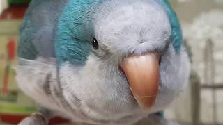 퀘이커앵무새 순도리에게 똥침 찌르기~^^ 반응 어떨까욤??