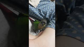 엄마 다리파고 들기!! #앵무새 #까미 #그린칙 코뉴어 #코뉴어앵무새 #코뉴어