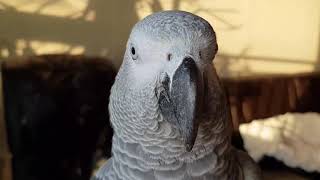 앵무새키우면 아침에 못자는 이유