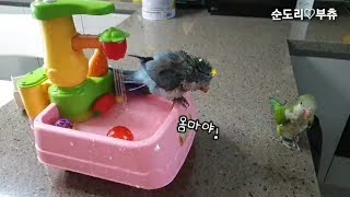 퀘이커앵무새 순도리♡부츄 (털찐자와 털빠진자의 차이) 오늘도 앵터파크 개장!!