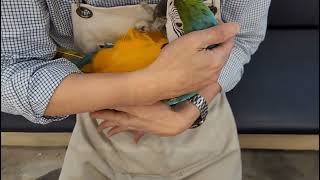 청금강 앵무새 눕방