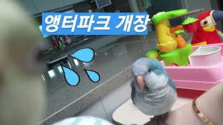 퀘이커앵무새 순도리♡부츄 (앵터파크 개장~♡)물놀이가 …