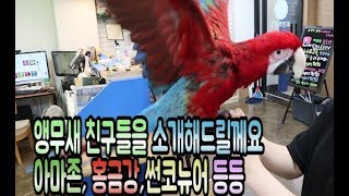 홍금강,아마존,대본청 앵무새친구들을 만나러가보자(다시올려요)