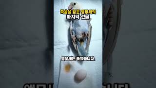 앵무새가 평생 주인곁에 남을 수 있었던 방법 ㅠㅠ